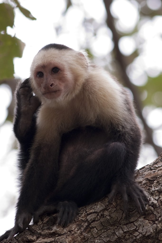 whitefacemonkey.jpg