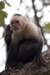 whitefacemonkey_small.jpg