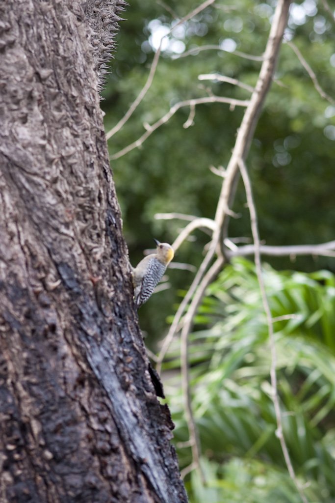 woodpecker.jpg