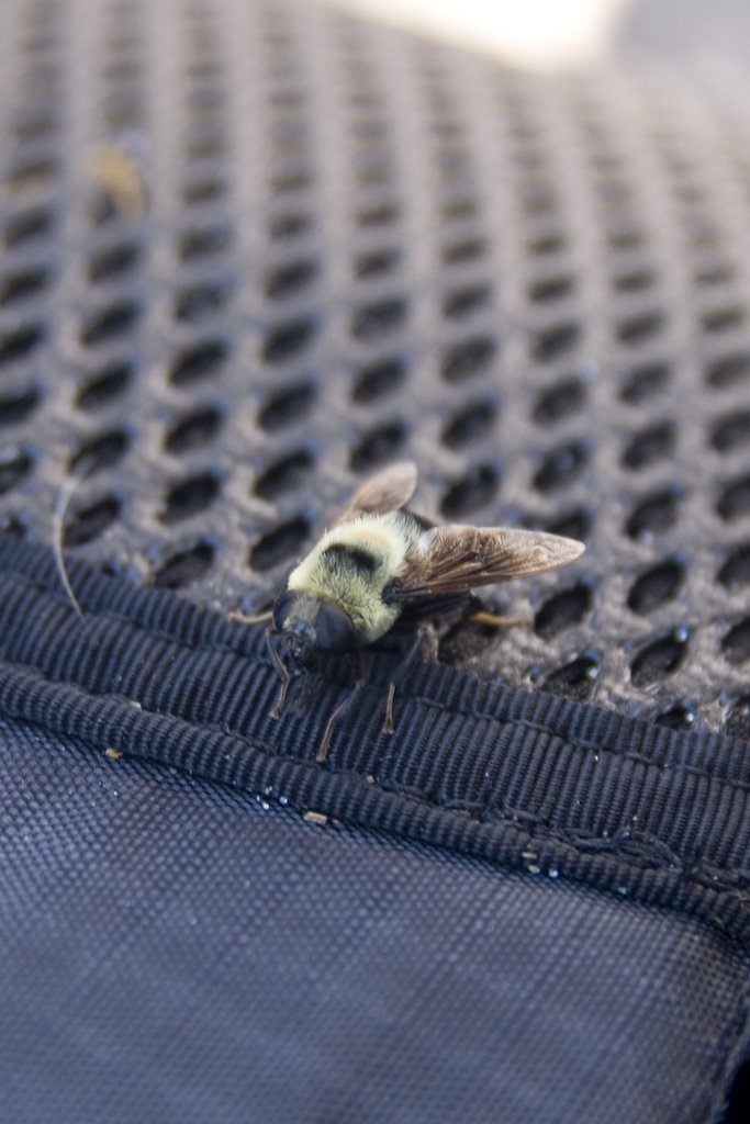 bee.jpg
