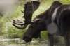 bullmoose10_small.jpg