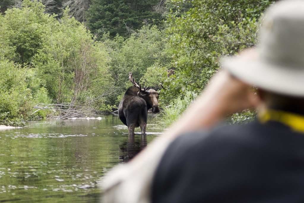 bullmoose2.jpg