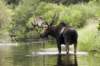 bullmoose5_small.jpg