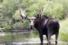 bullmoose6_small.jpg
