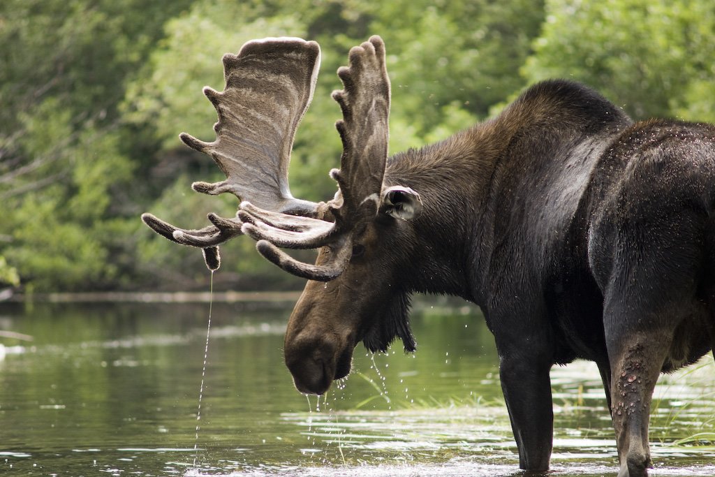 bullmoose7.jpg