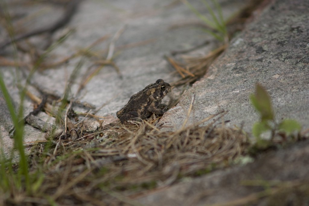 dinnerimeantoad.jpg