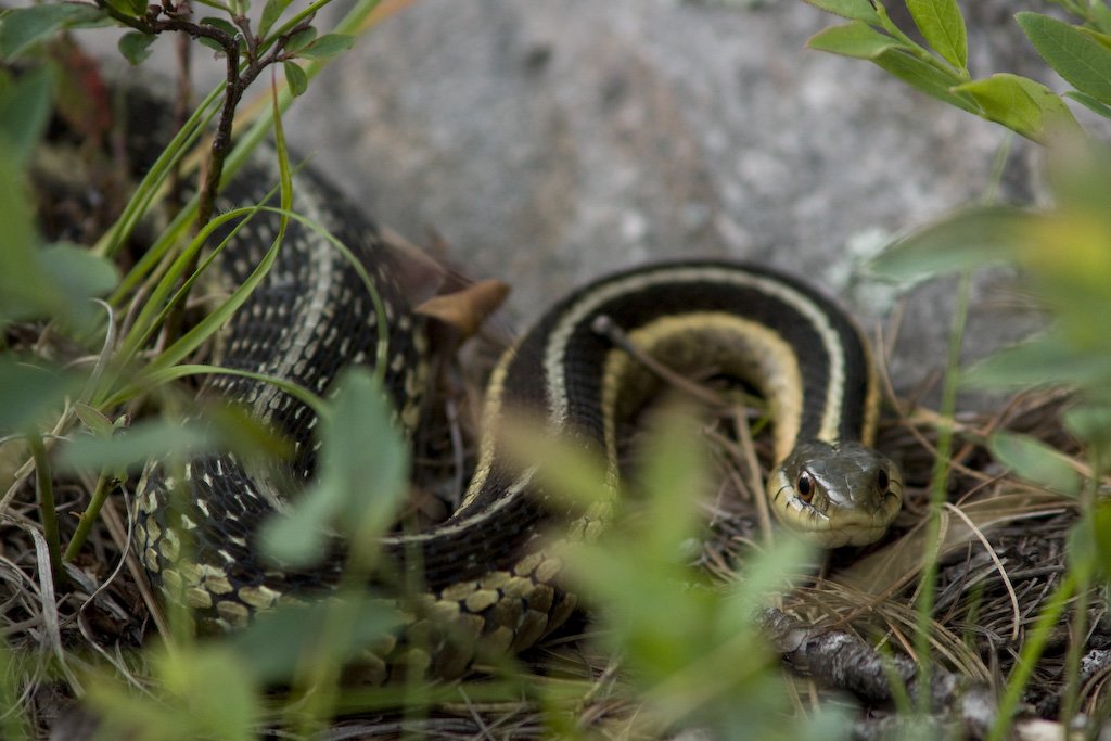 fullsnake.jpg