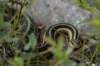 fullsnake_small.jpg