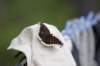 moth2_small.jpg