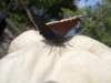 moth3_small.jpg