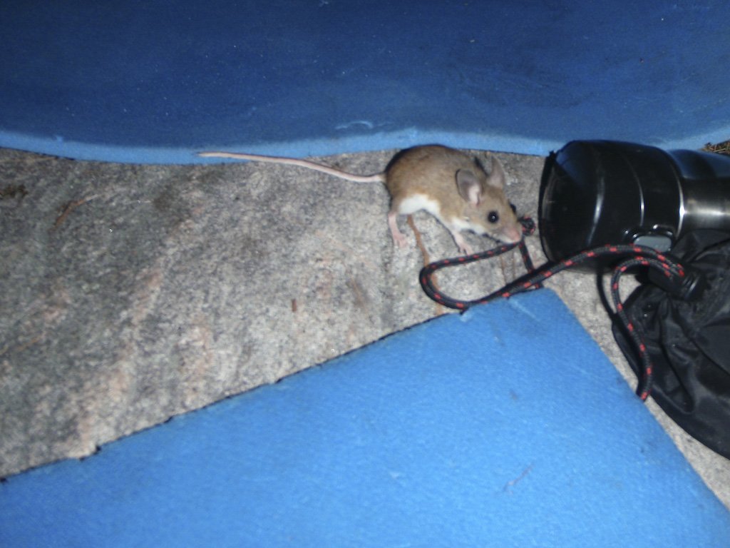 mouse.jpg