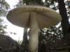 mushroom_small.jpg