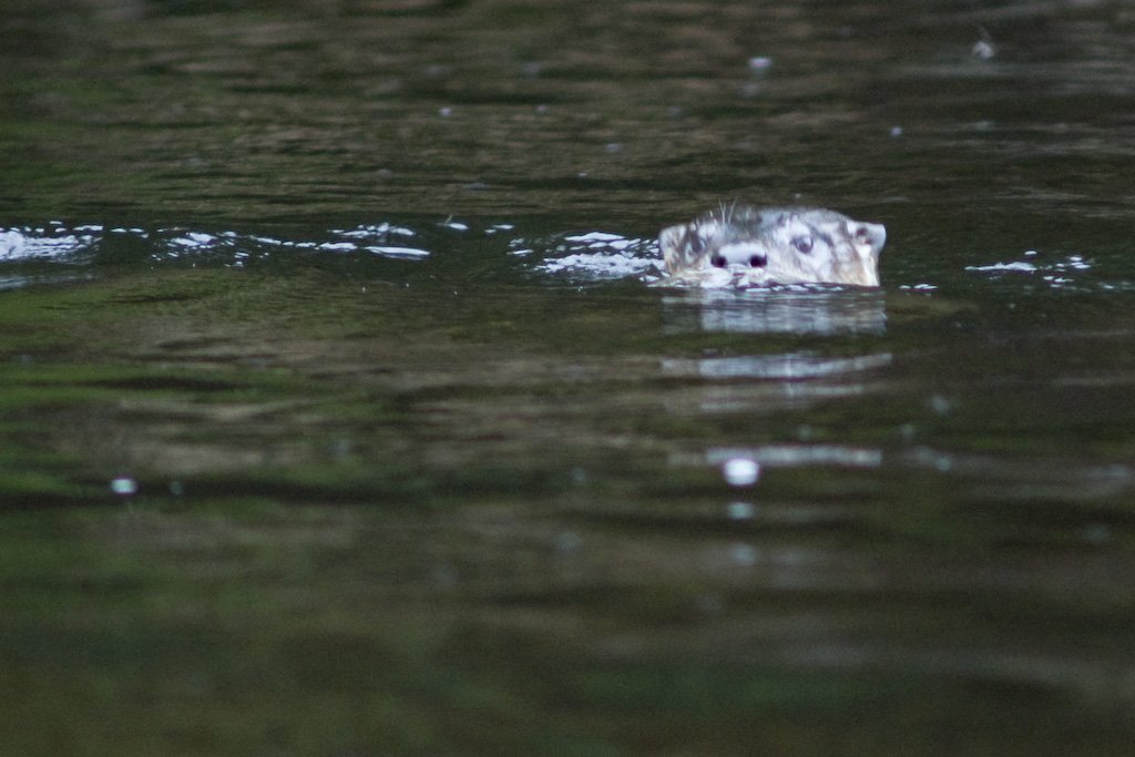 otter2.jpg