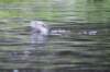 otter3_small.jpg