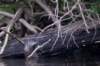 otter_small.jpg