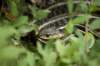 snake_small.jpg