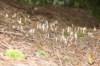 tinyshrooms_small.jpg