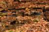anothersmallwaterfall_small.jpg
