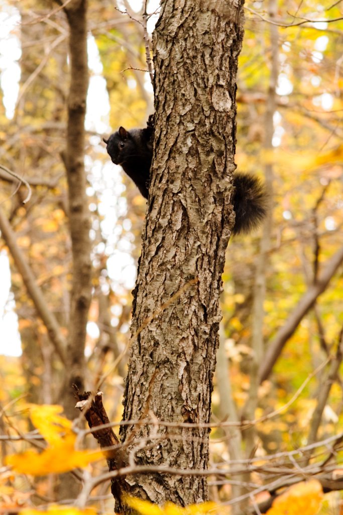 anothersquirrel.jpg
