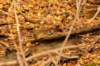 downywoodpecker_small.jpg