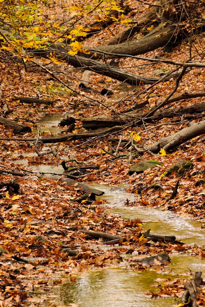 fall013.jpg