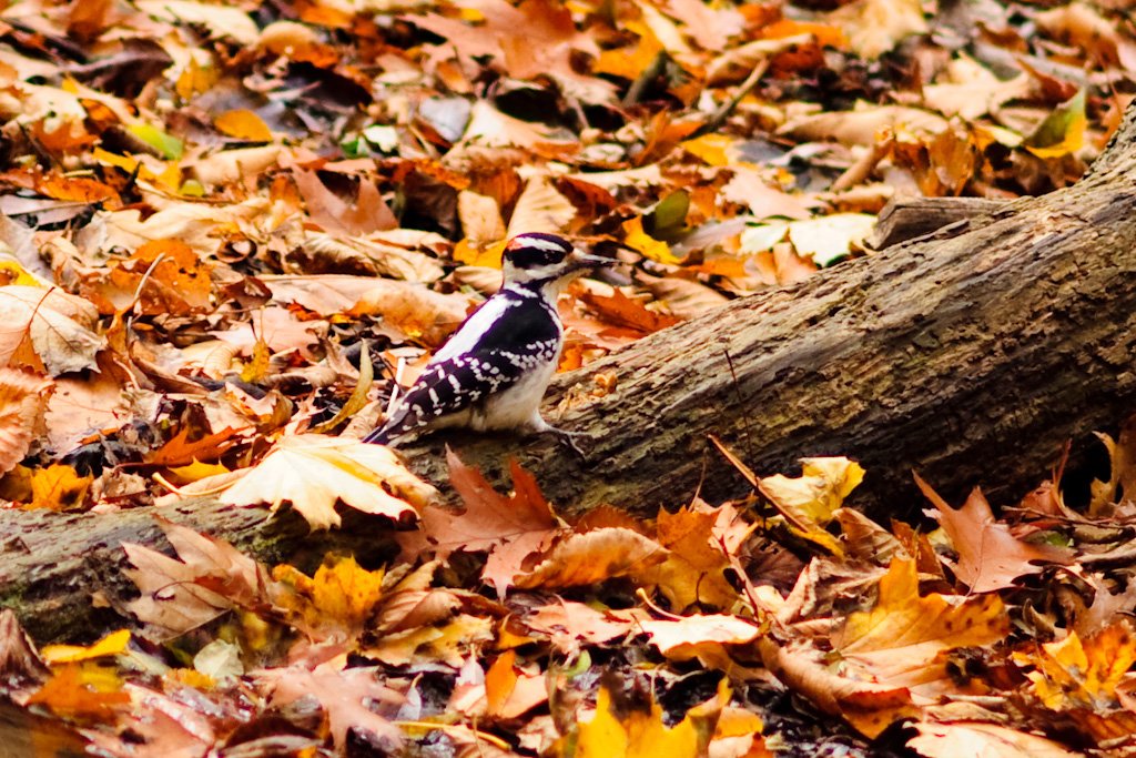 fall017.jpg
