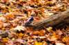 fall017_small.jpg