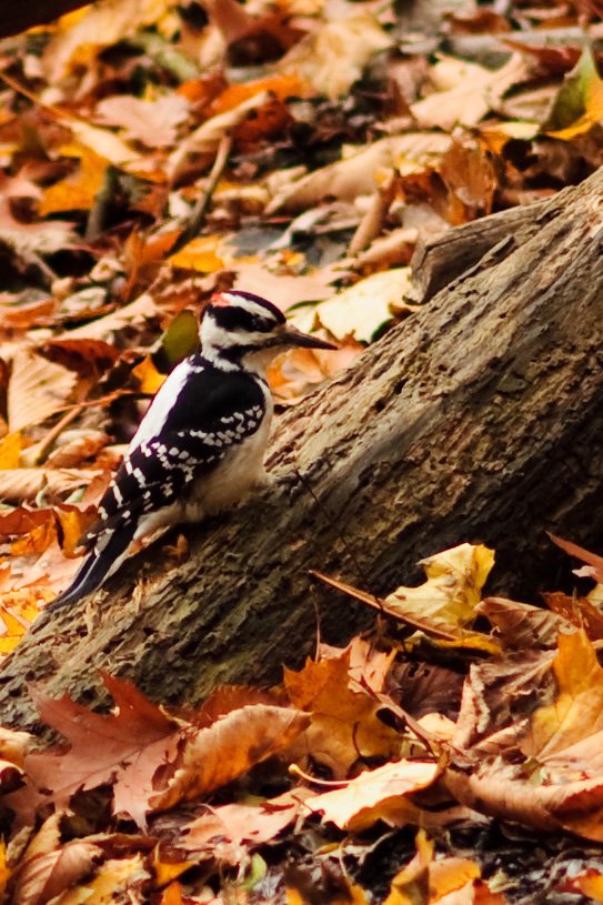 fall018.jpg