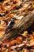 fall018_small.jpg