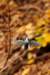 fall021_small.jpg