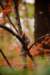 fall027_small.jpg