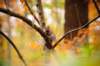 fall028_small.jpg