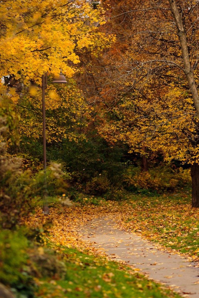 fallingleaves.jpg