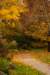 fallingleaves_small.jpg