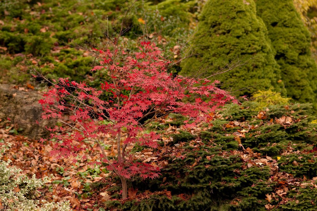japenesemaple.jpg