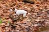 pannedjackrussell_small.jpg