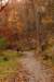 someleavesareleftinthetrees_small.jpg