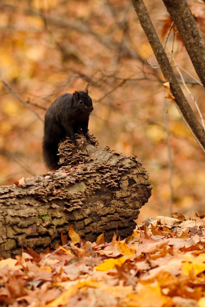 squirrel2.jpg