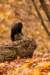 squirrel2_small.jpg