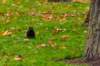 squirrel3_small.jpg