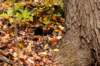 squirrel_small.jpg