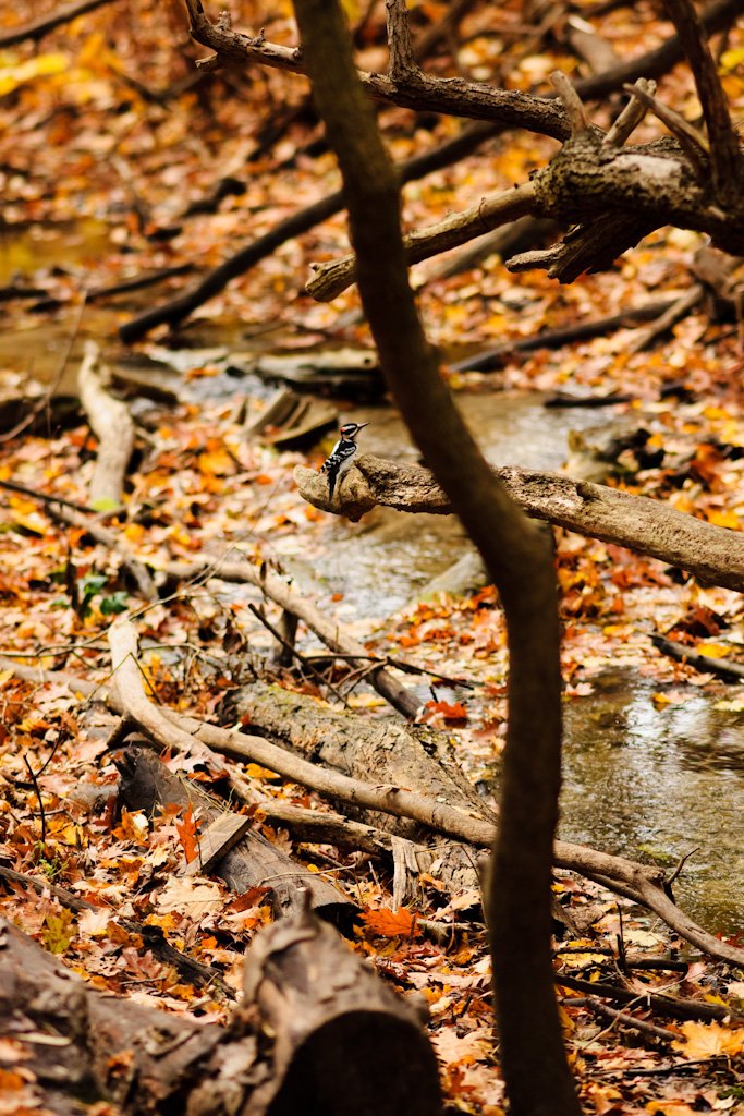 woodpecker.jpg