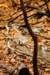 woodpecker_small.jpg