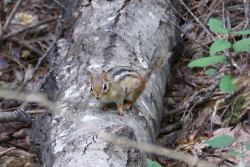 chipmunk.jpg