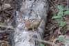 chipmunk_small.jpg