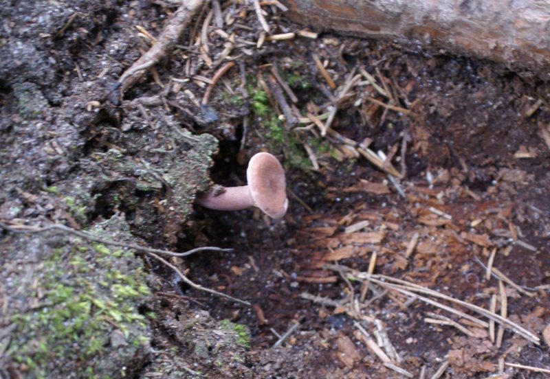 mushroomiii.jpg