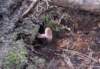 mushroomiii_small.jpg