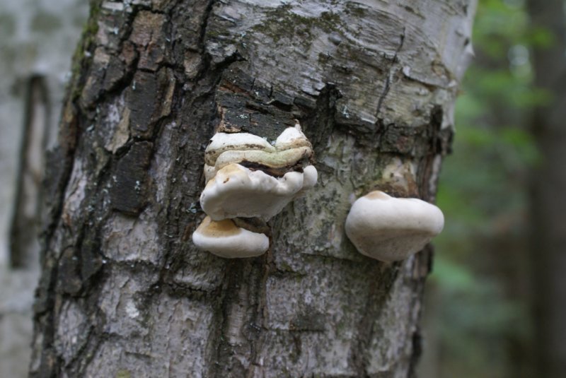 mushroomix.jpg