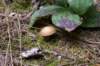 mushroomv_small.jpg