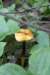 mushroomvii_small.jpg